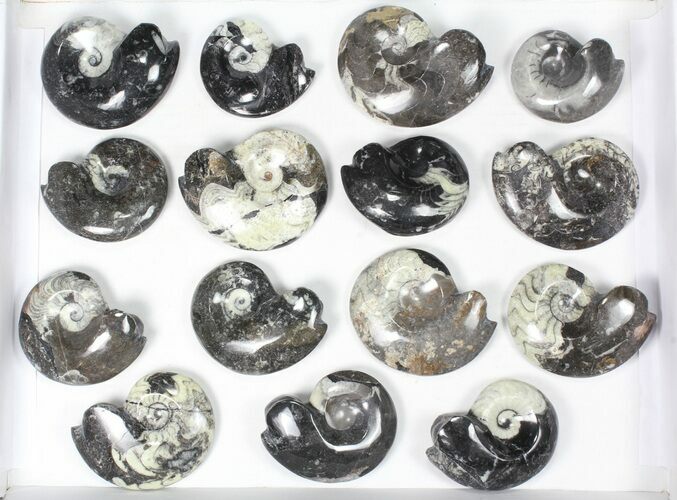 Lot: Polished Goniatite Fossils Assorted Sizes - Pieces #82173